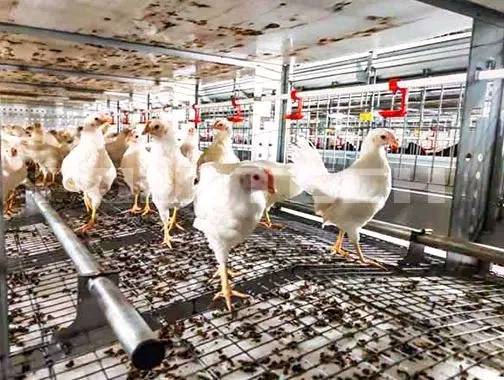 Poultry Feed Production