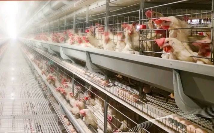 Day-Old Chick Production