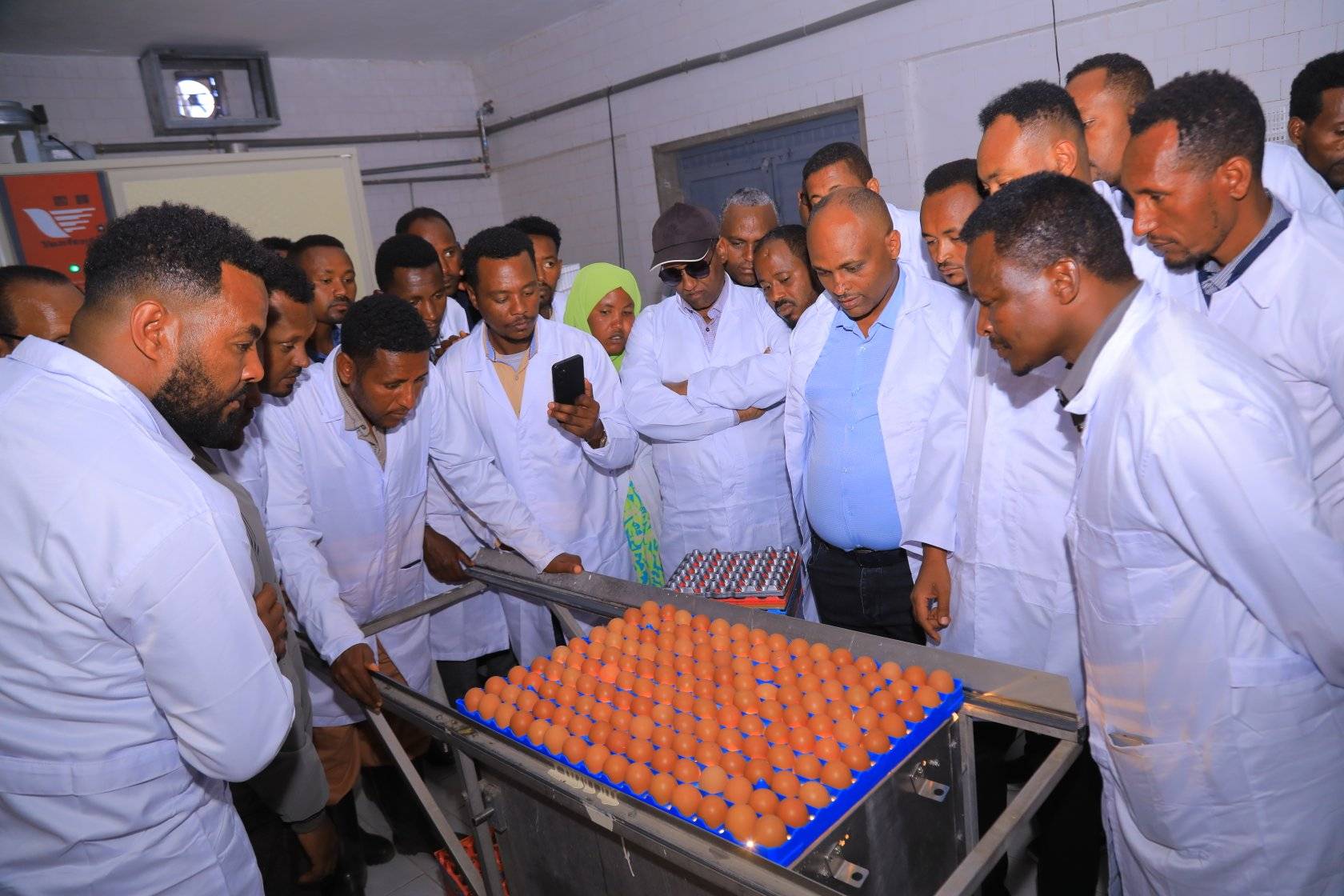 Table Egg Production