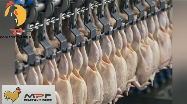 Chicken Meat Processing
